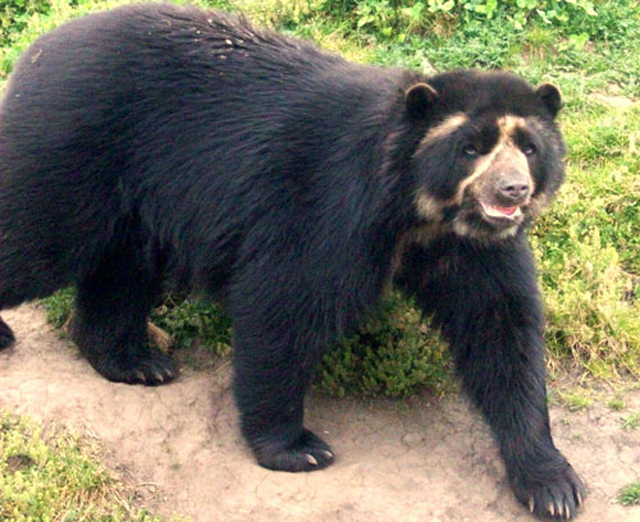 Oso de anteojos o ukumari oso de anteojos ukumari